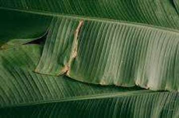 Manfaat Daun Pisang Untuk Makanan Lezat Dan Enak