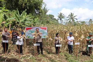 Polres Minahasa Gelar Panen Raya Jagung Serentak