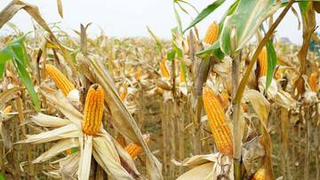 Surplus Jagung, Impor Ditiadakan 2026