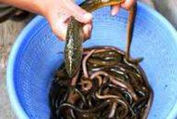 Belut, Sumber Protein Tinggi Baik untuk Semua Usia