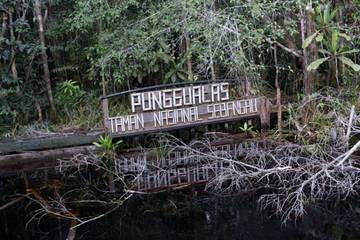 Punggualas: Surga Tersembunyi di Tengah Hutan