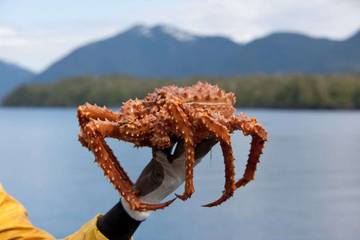 Alaska King Crab Bukan Kepiting Sejati