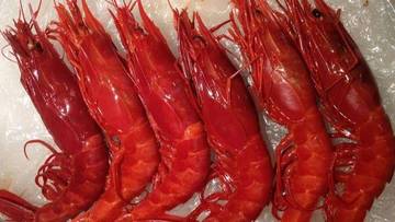 Carabineros: Udang Merah Mewah Penuh Gizi