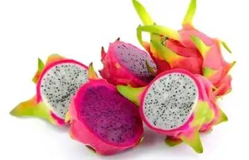 Panduan Budidaya Buah Naga Bagi Pemula