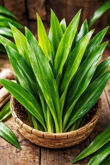 Daun Suji: Pewarna Alami Hijau dalam Kuliner Tradisional