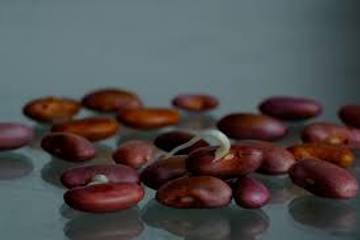 Kacang Merah, Pangan Sehat Kaya Protein dan Serat