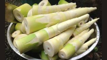 Rebung Sayuran Tradisional Kaya Manfaat untuk Kesehatan