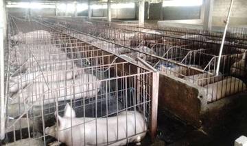 Stok Daging Babi Minahasa Aman