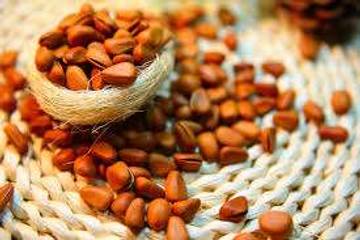 Kacang Pinus Camilan Sehat Biji Mungil Kaya Nutrisi