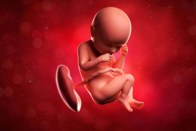 Ari-Ari “Pohon Kehidupan” Sang Bayi