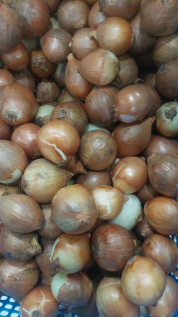 Asal Usul Nama Bawang Bombay