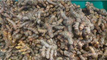 Kunyit: Rempah Kuning dari Asia Tenggara