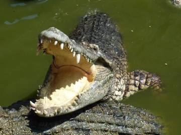 Keunikan Struktur Dan Fungsi Penting Lidah Buaya 