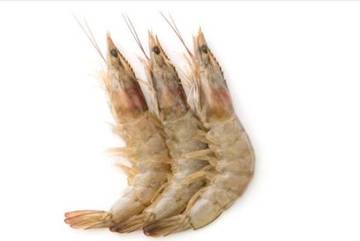 Fakta Mengenai Udang