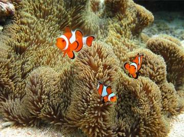 Fakta Menarik Mengenai Ikan Nemo
