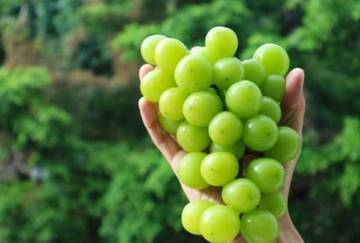 Fakta Menarik Mengenai Anggur Shine Muscat