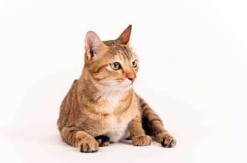 Fakta Mistis Hewan Kucing