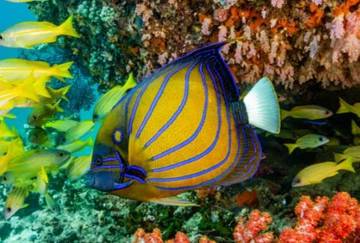 Fakta Menarik Ikan Angelfish