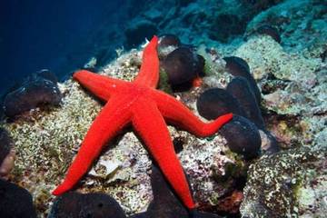 Fakta Menarik Mengenai Bintang Laut