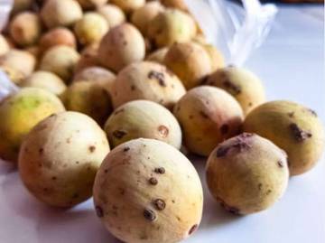 Fakta Menarik Buah Duku