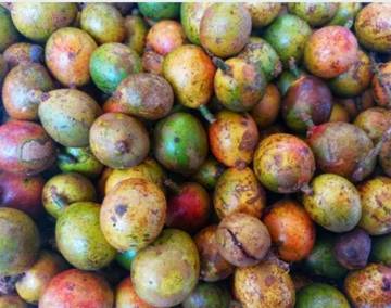 Fakta Menarik Buah Matoa