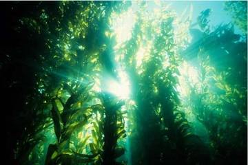Fakta Menarik Mengenai Ganggang Laut (Gulma Laut)