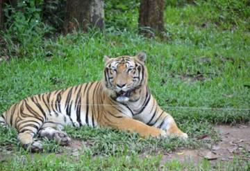 Fakta Menarik Mengenai Harimau