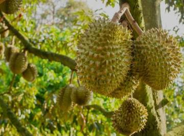 Fakta Menarik Mengenai Buah Durian