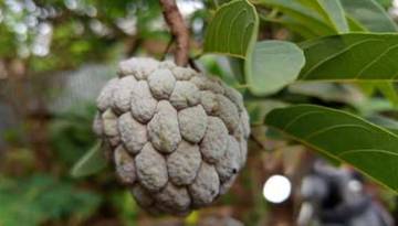 Fakta Menarik Mengenai Buah Srikaya
