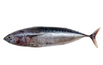 Fakta Menarik Mengenai Ikan Tongkol