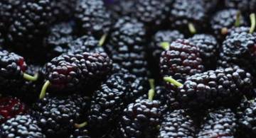 Fakta Menarik Mengenai Buah Berry Hitam