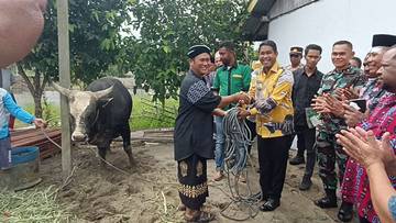 Presiden Prabowo Sumbang 1 Ekor Sapi di Bintuni