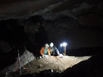 Ilmuwan Temukan Peralatan Tulang Paus Tertua 