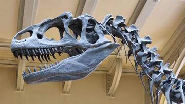 Yuk Ketahui 5 Dinosaurus Yang Paling Mematikan
