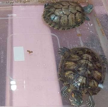 kura-kura Hewan Yang Berumur Panjang