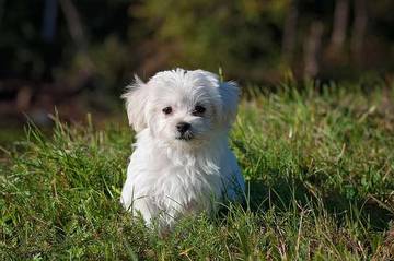 Kenali Cara membuat Anjing Menjadi Penurut