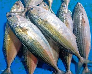 Ikan Kembung, Sumber DHA Lokal yang Sangat Berharga
