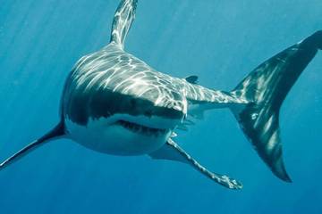 Baju Selam Anti‑Hiu: Bisa Menyelamatkan Nyawa di Laut