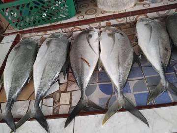 Bobara Primadona Makanan Laut Khas Papua