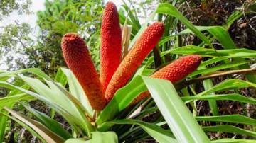 Jarang Diketahui, Buah Asli Papua Kaya Manfaat