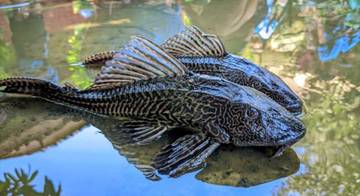Kenali Ikan Invasif Pengganggu Sungai Indonesia
