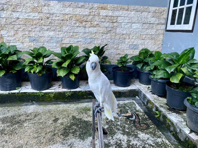 Kakaktua Indonesia: Keunikan, Konservasi, dan Cara Merawat