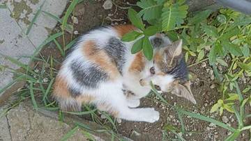 Kucing Belang Tiga