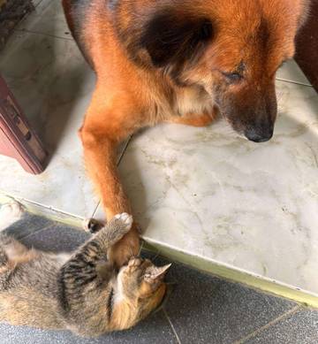 Tidak Selalu Bertengkar, Kucing dan Anjing Juga Bisa Berkawan