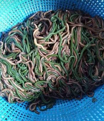 Nyale: Cacing Laut Berkhasiat! Ini Cara Menangkapnya!
