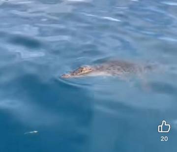 Polres KLU Selidiki Akun Penyebar Video Hoaks Buaya di Pantai Medana