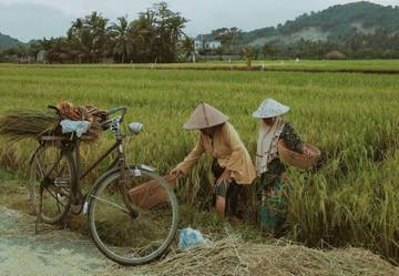 Stabilisasi Harga Beras NTB Upaya Tingkatkan Kesejahteraan Petani