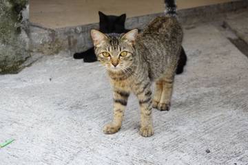 Hari Kucing Nasional: Wujud Cinta dan Kepedulian