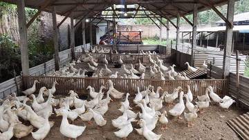 Libur Tahun Baru, Berkah Bagi Peternak Bebek