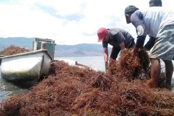 Strategi Baru Jaga Kualitas Produksi Rumput Laut Dompu